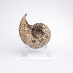 Madagascar Douvilleiceras Ammonite Fossil