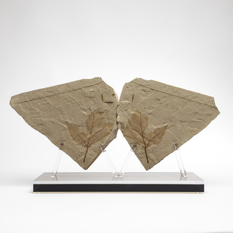 Positive & Negative Fossil Leaf