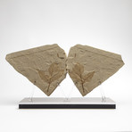 Positive & Negative Fossil Leaf