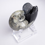 Moroccan Ammonite Fossil // Medium