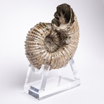 Madagascar Douvilleiceras Ammonite Fossil