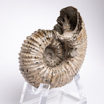 Madagascar Douvilleiceras Ammonite Fossil