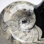 Moroccan Ammonite Fossil // Medium