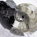 Moroccan Ammonite Fossil // Medium