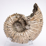 Madagascar Douvilleiceras Ammonite Fossil