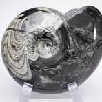 Moroccan Ammonite Fossil // Large