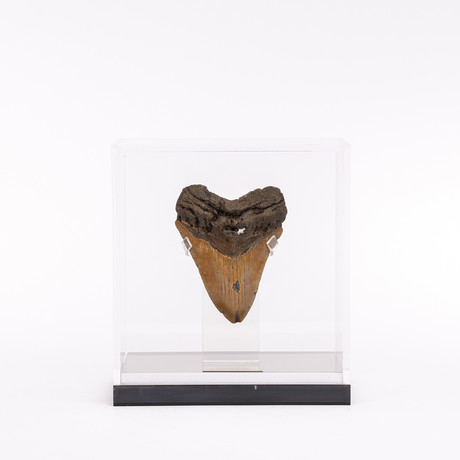 Megalodon "The Monster Shark" Fossil Tooth // Medium