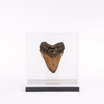 Megalodon "The Monster Shark" Fossil Tooth // Medium