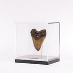 Megalodon "The Monster Shark" Fossil Tooth // Medium