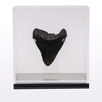 Megalodon "The Monster Shark" Fossil Tooth // Large