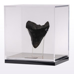 Megalodon "The Monster Shark" Fossil Tooth // Large