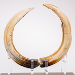 1000 Year Old Madagascar Hippopotamus Tusk