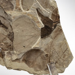 Multi Fossil Leaf Slab