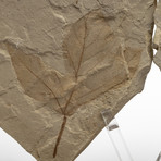 Positive & Negative Fossil Leaf