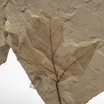 Positive & Negative Fossil Leaf