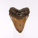 Megalodon "The Monster Shark" Fossil Tooth // Medium