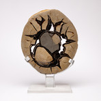 Madagascar Septarian Calcite Nodule Slab // Ver. 1