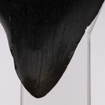 Megalodon "The Monster Shark" Fossil Tooth // Large