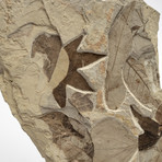 Multi Fossil Leaf Slab