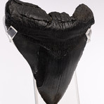 Megalodon "The Monster Shark" Fossil Tooth // Large