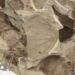 Multi Fossil Leaf Slab