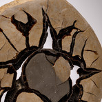 Madagascar Septarian Calcite Nodule Slab // Ver. 1