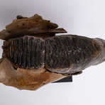 Fossil Mammoth Tooth