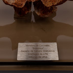 Fossil "Eosuchus" Crocodile Vertebrae // Medium