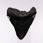 Megalodon "The Monster Shark" Fossil Tooth // Large