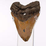 Megalodon "The Monster Shark" Fossil Tooth // Medium