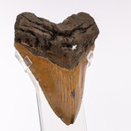 Megalodon "The Monster Shark" Fossil Tooth // Medium