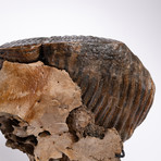 Fossil Mammoth Tooth