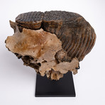 Fossil Mammoth Tooth