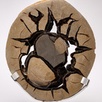 Madagascar Septarian Calcite Nodule Slab // Ver. 1