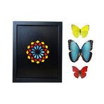 Bold and Vibrant Butterfly Wing Kaleidoscope // Black