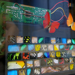 Real Butterflies Fused With Technology