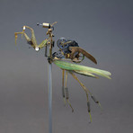 Mantidae // hierodula venosa