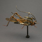 Orthoptera // nigricornis Javanica