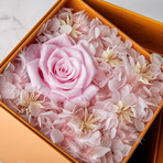 Fresh And Gorgeous // Immortal Flower Gift Set + 6 Essential Oils