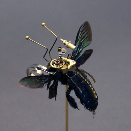 Hymenoptera // Xylocopa Varipuncta