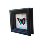 Sapphire Butterfly Map Shadow Box