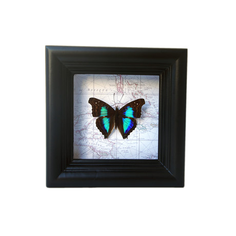 Sapphire Butterfly Map Shadow Box