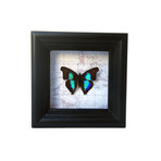 Sapphire Butterfly Map Shadow Box