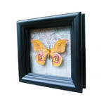 Suraka Silk Moth Map Shadow Box