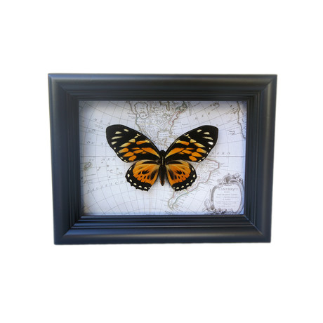 Tigerwing Butterfly Map Shadow Box