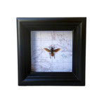 African Wasp Map Shadow Box