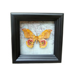 Suraka Silk Moth Map Shadow Box