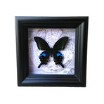 Peacock Butterfly Map Shadow Box