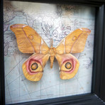 Suraka Silk Moth Map Shadow Box