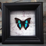 Sapphire Butterfly Map Shadow Box